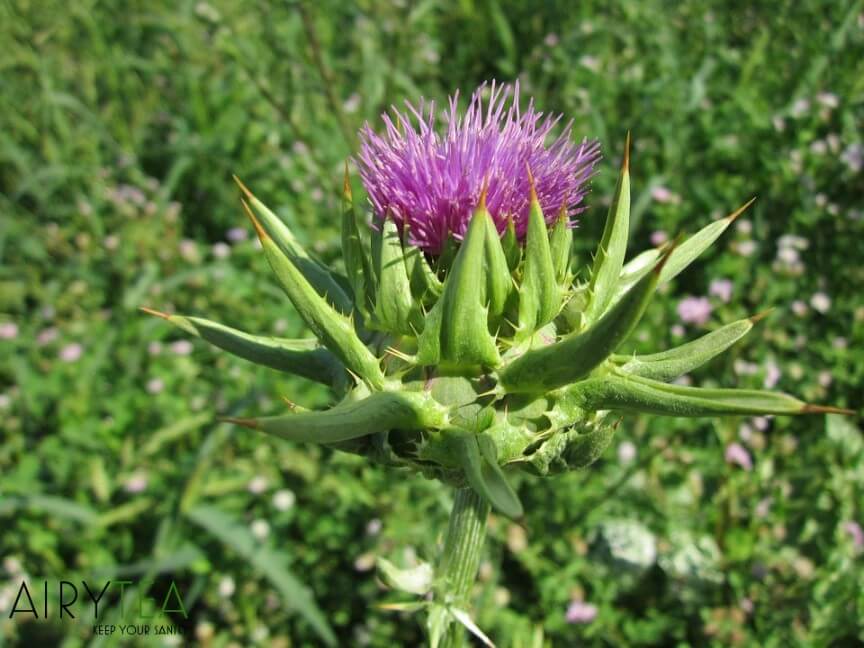 Milk thistle tea