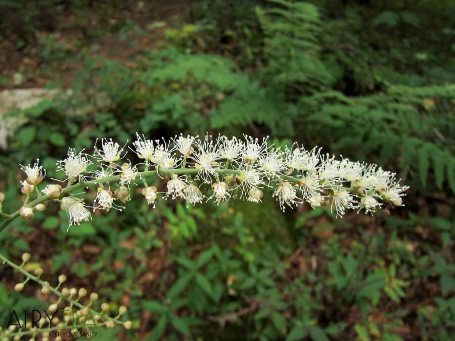 Black Cohosh Tea