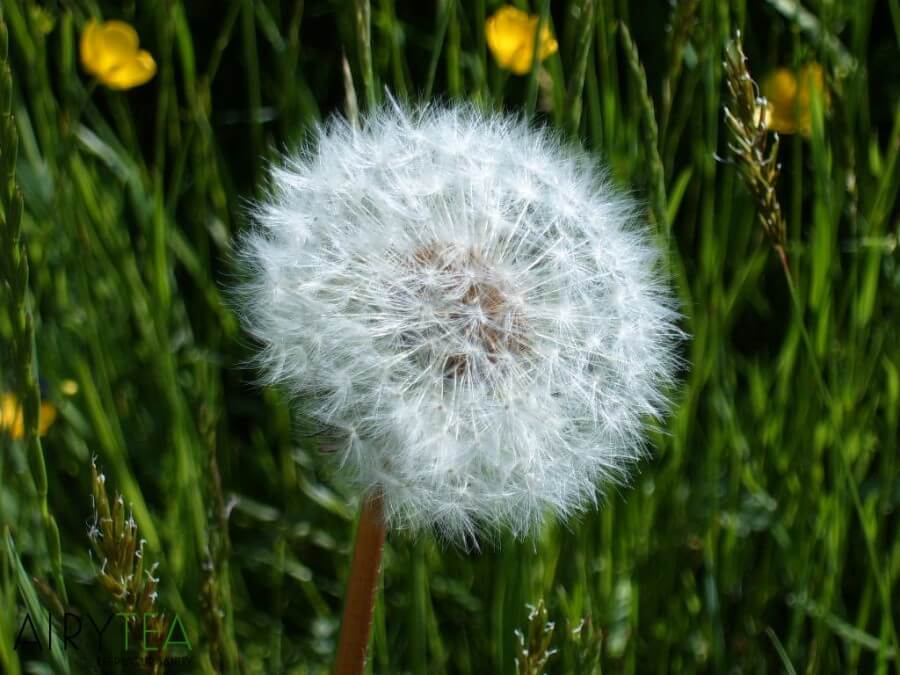 Dandelion Tea