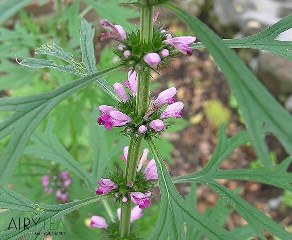 Motherwort Tea