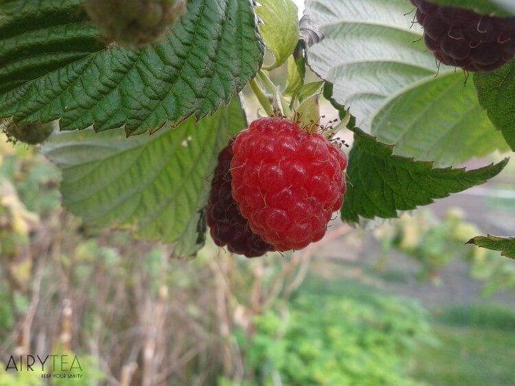 Raspberry tea