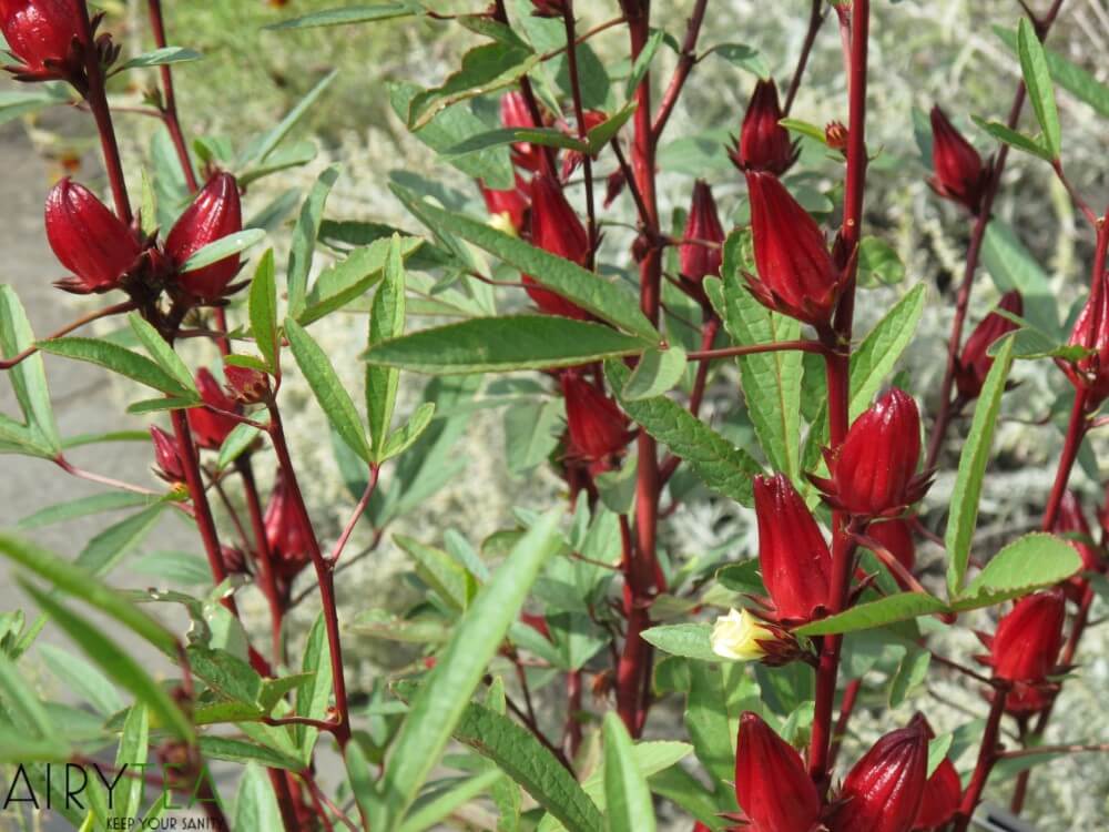 8 Reasons Why You Should Drink Hibiscus Tea (Health Benefits)