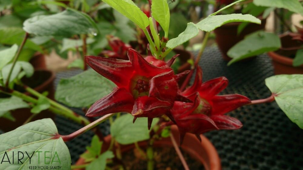 8 Reasons Why You Should Drink Hibiscus Tea (Health Benefits)