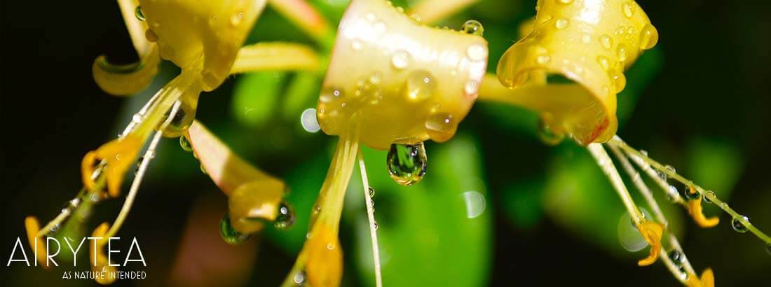 Top 10 Honeysuckle Tea Benefits Top 10 Honeysuckle Tea Benefits