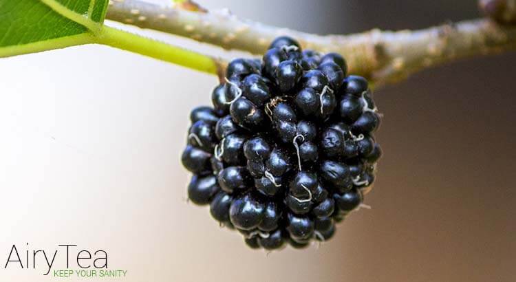Top 10 Mulberry Leaf Tea Health Benefits / Effects