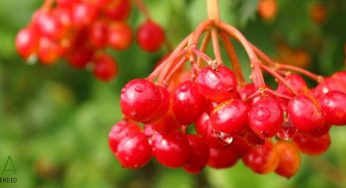 Top 10+ Hawthorn Berry Tea Health Benefits & Effects (2025)
