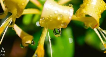 Top 10 Honeysuckle Tea Health Benefits / Effects