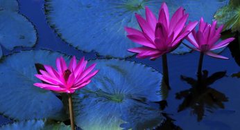 Top 10+ Lotus Leaf Tea Health Benefits & Effects (2025)