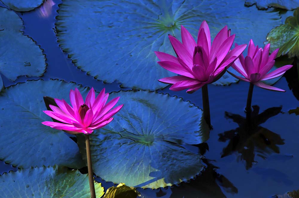 Top 10 Lotus Leaf Tea Health Benefits & Effects (2025)