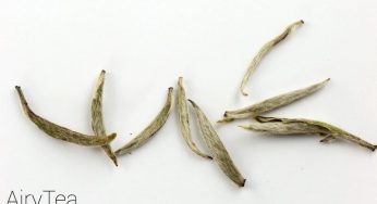 Why You Should Drink White Tea and How It Benefits You