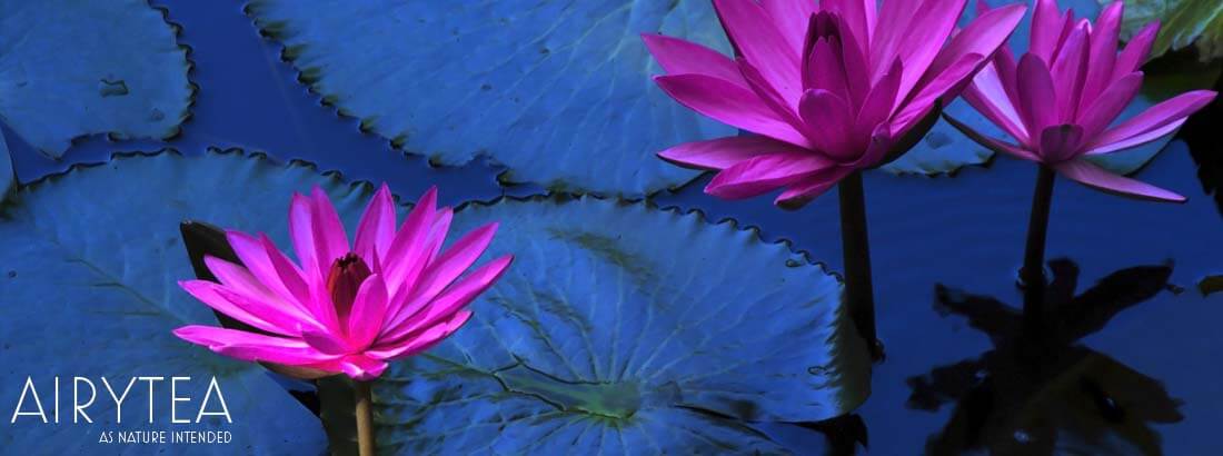 Top 10 Lotus Leaf Tea Benefits