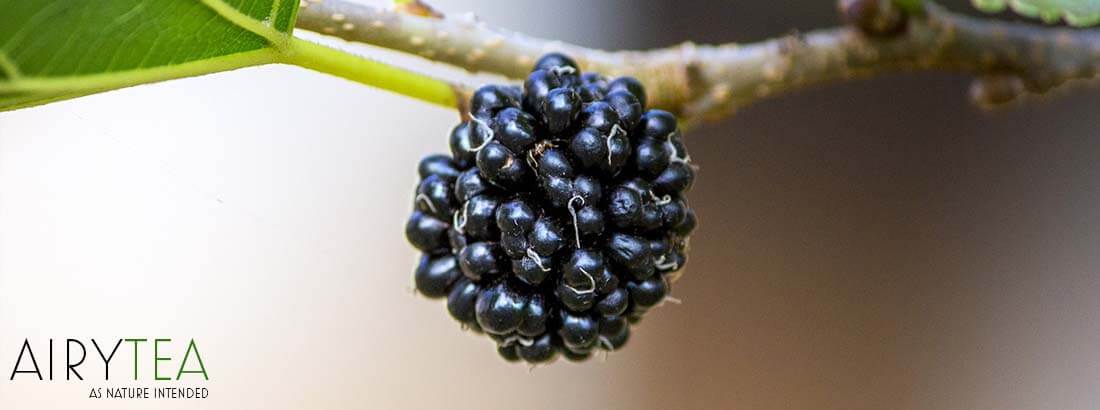 Top 10 Mulberry Leaf Tea Benefits