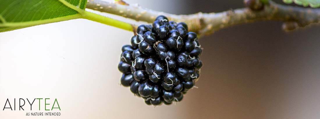 Top 10 Mulberry Leaf Tea Benefits Top 10 Mulberry Leaf Tea Benefits